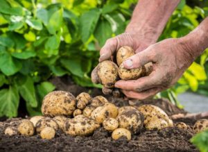 How can potatoes benefit my health?