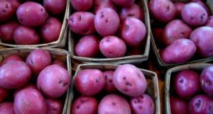 New Peruvian gmo potato variety to help in fight against child anemia